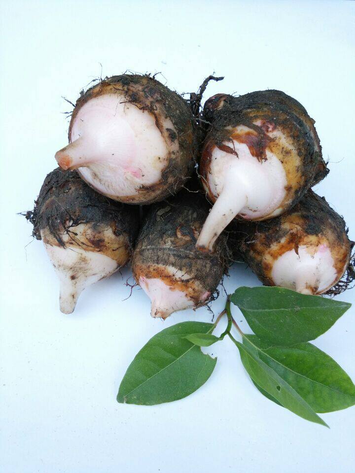 Just dig fresh taro with 5 catties of high mountain fresh taro sweet potato Non-sweet potato farmhouse Vegetable Pink Glutinous Red Rod