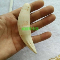Wen Play collection New product listing Animal tooth gift bone meal pressing tiger tooth pendant Imitation tiger tooth Big cat tooth pendant