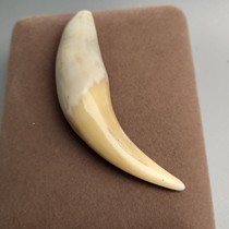  Ward off evil spirits and turn evil big cat teeth resin tiger teeth pendant pendant pendant animal teeth gift protector high imitation tiger teeth