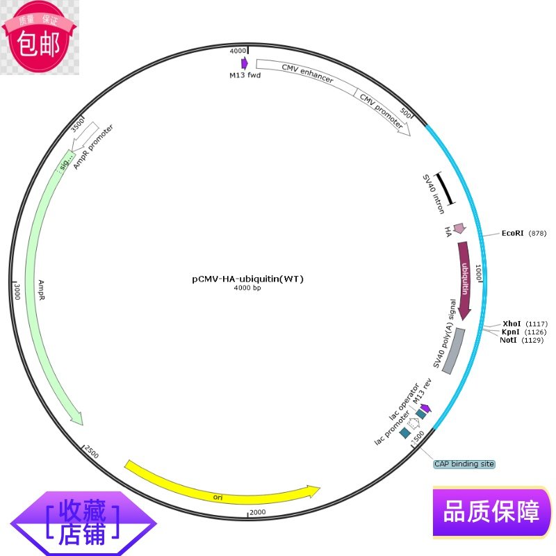 pIVT (Plasmid #122139) 体外转录质粒