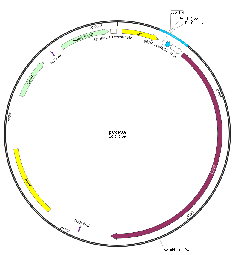 质粒宝 pCasSA 金黄色葡萄球菌CRISPR 基因编辑载体 生物试剂