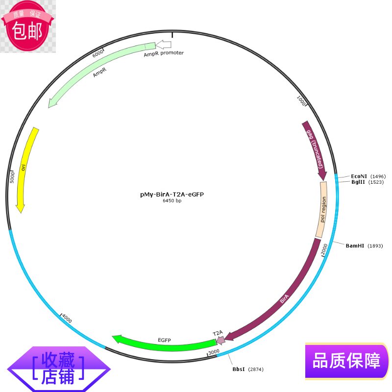 质粒宝推荐pMy BirA T2A GFP逆病毒生物素化酶表达载体 无票