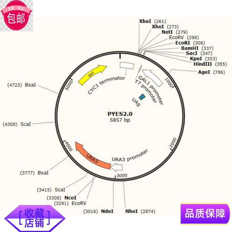 pYES2.0 质粒宝推荐酿酒酵母蛋白表达载体分子生物试剂
