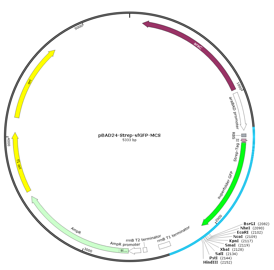 pBAD24-Strep-sfGFP-MCS 质粒宝推荐 海吉浩格HedgehogBio生物试