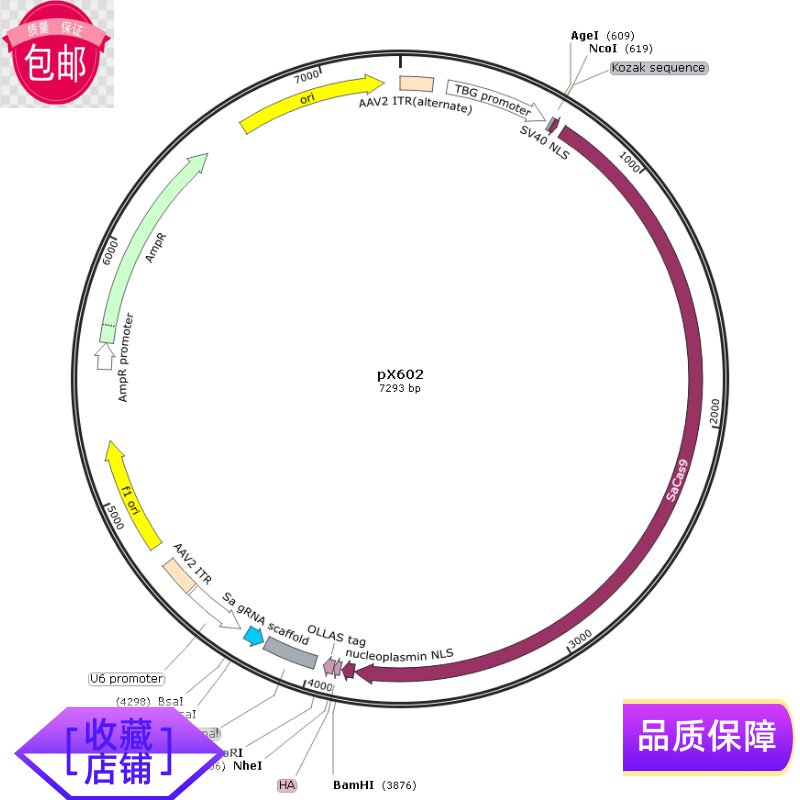 pX602 质粒宝推荐腺相关病毒CRISPR-Cas9载体基因编辑载体TBG试剂