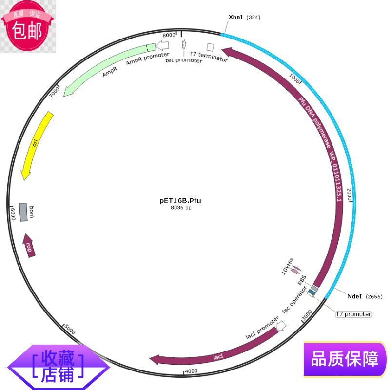 pET16B.Pfu 质粒宝推荐高保真DNA聚合酶PCR酶表达载体生物试剂