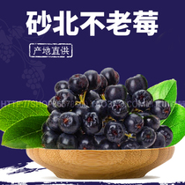 At the end of August blackened fruit gland rib rowan fruit Wild cherry berry ageless berry 10 pounds start shooting