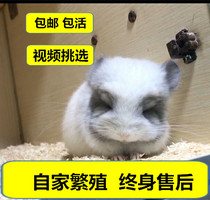 Net Red Pet Paparazzi Dragon Cat Long hair Grey Silver Spotted Purple Grey Dragon Cat Doll Plus Cage Fight Vaccine Small video