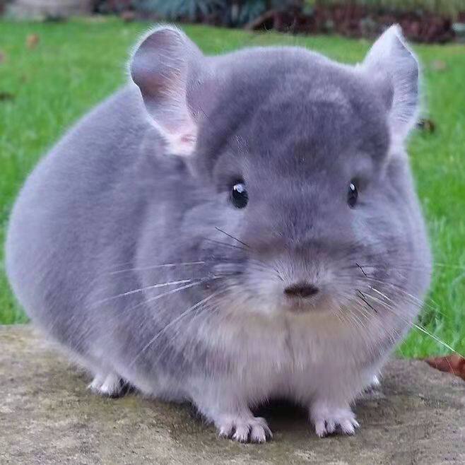 Totoro live animals send cages pet live cubs baby long-haired beige silver-spotted purple-gray vaccinated doll