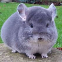 Dragon cat living things delivery cage pet living cub small baby long hair beige silver spotted purple grey beat vaccine paparazzi