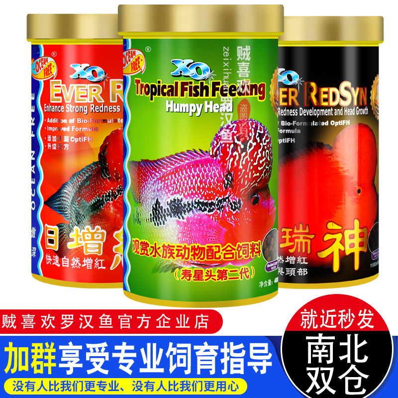 Qianhu Aoshen second-generation birthday star head Luohan fish began to increase the color of the special red Ruishen daily red feed fish food