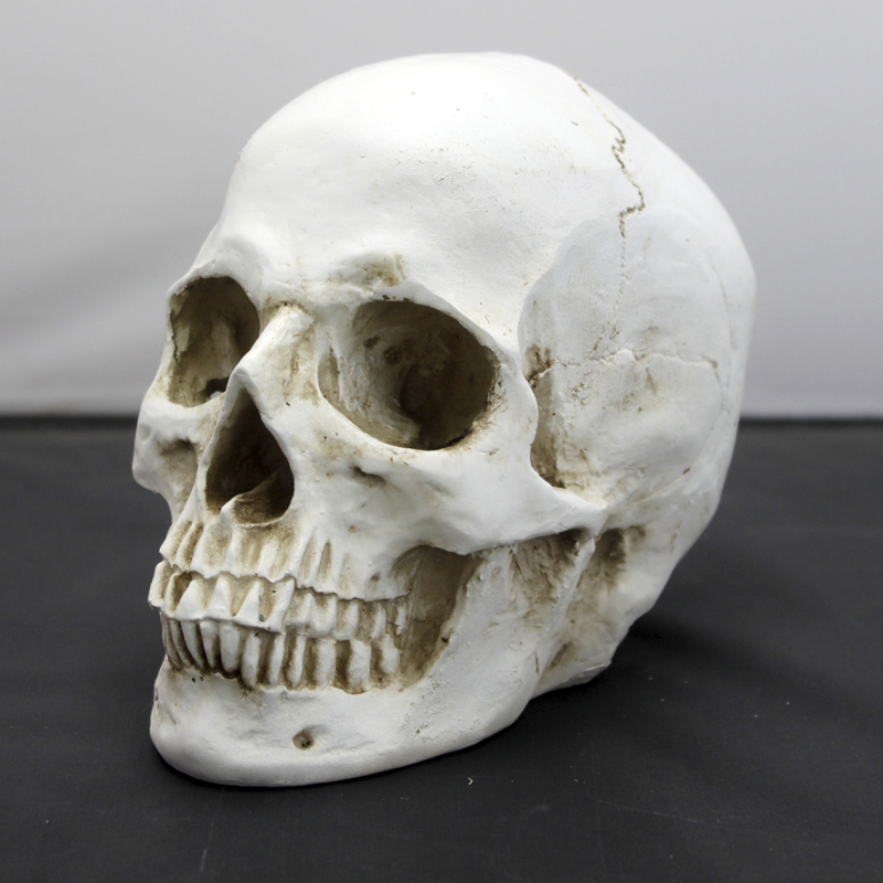 Artistic Simulation Skull Head Model for Art Education, Medical Beauty, Human Anatomy Structure Model Teaching Aid 1:1 Head Skeleton