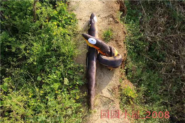 Peluche manga en peluche anguille Pippi - Ref 2694963 Image 11