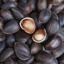 1000 kload of wild pine nuts (fresh raw pine) in Yunnans mourning mountain