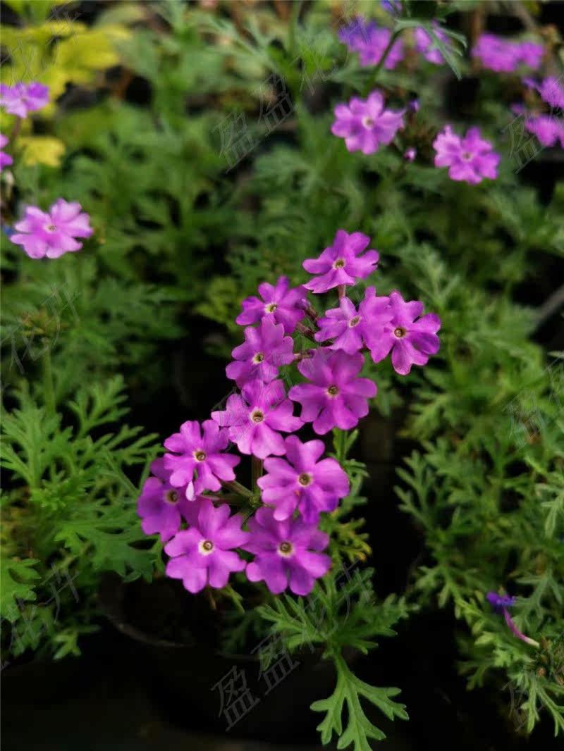 盈盈花卉多年生宿根性觀花美女櫻紫色耐寒耐熱好養