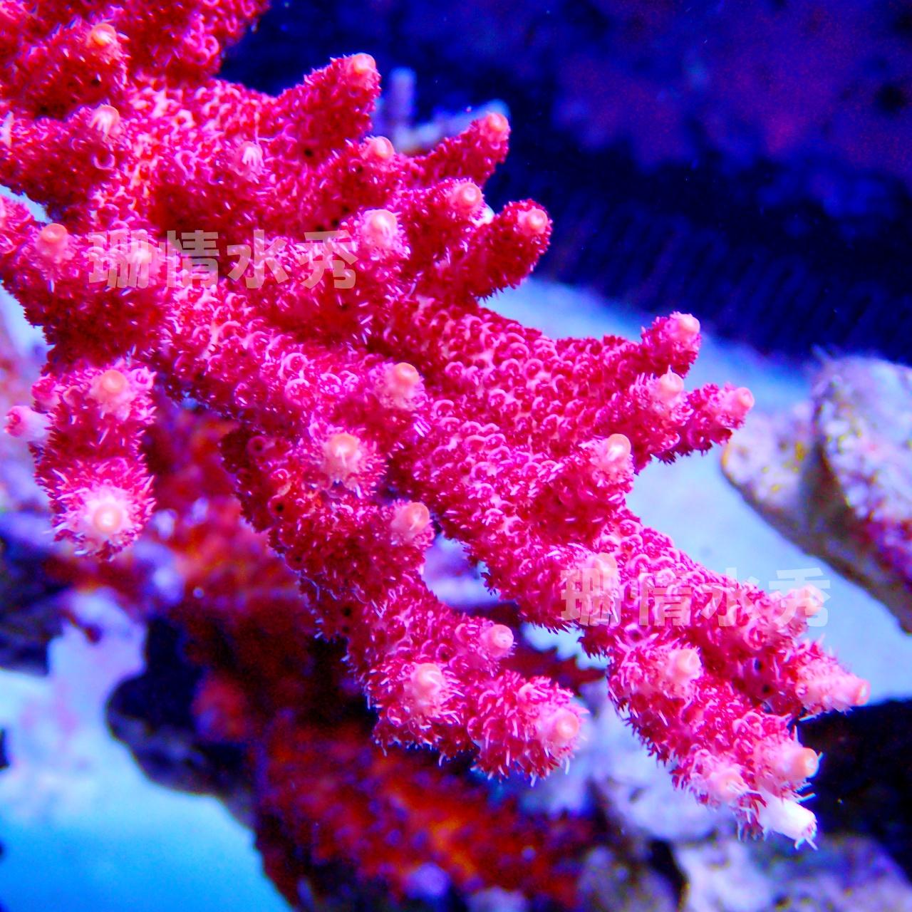 珊瑚 硬骨活体珊瑚红寿司鱼鳞变异长毛硬骨珊瑚SPS：海洋中的艺术品