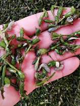 Black algae spores fresh grass lantern bubble purification water quality freshwater shrimp crab fish tank high temperature water grass