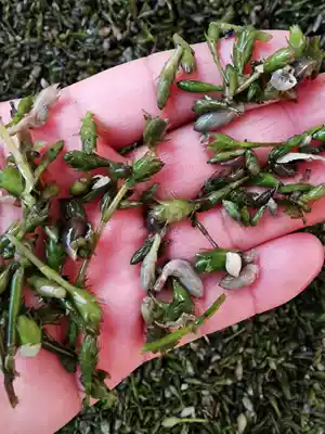 Black algae spores fresh grass lantern bubble purification water quality freshwater shrimp crab fish tank high temperature water grass