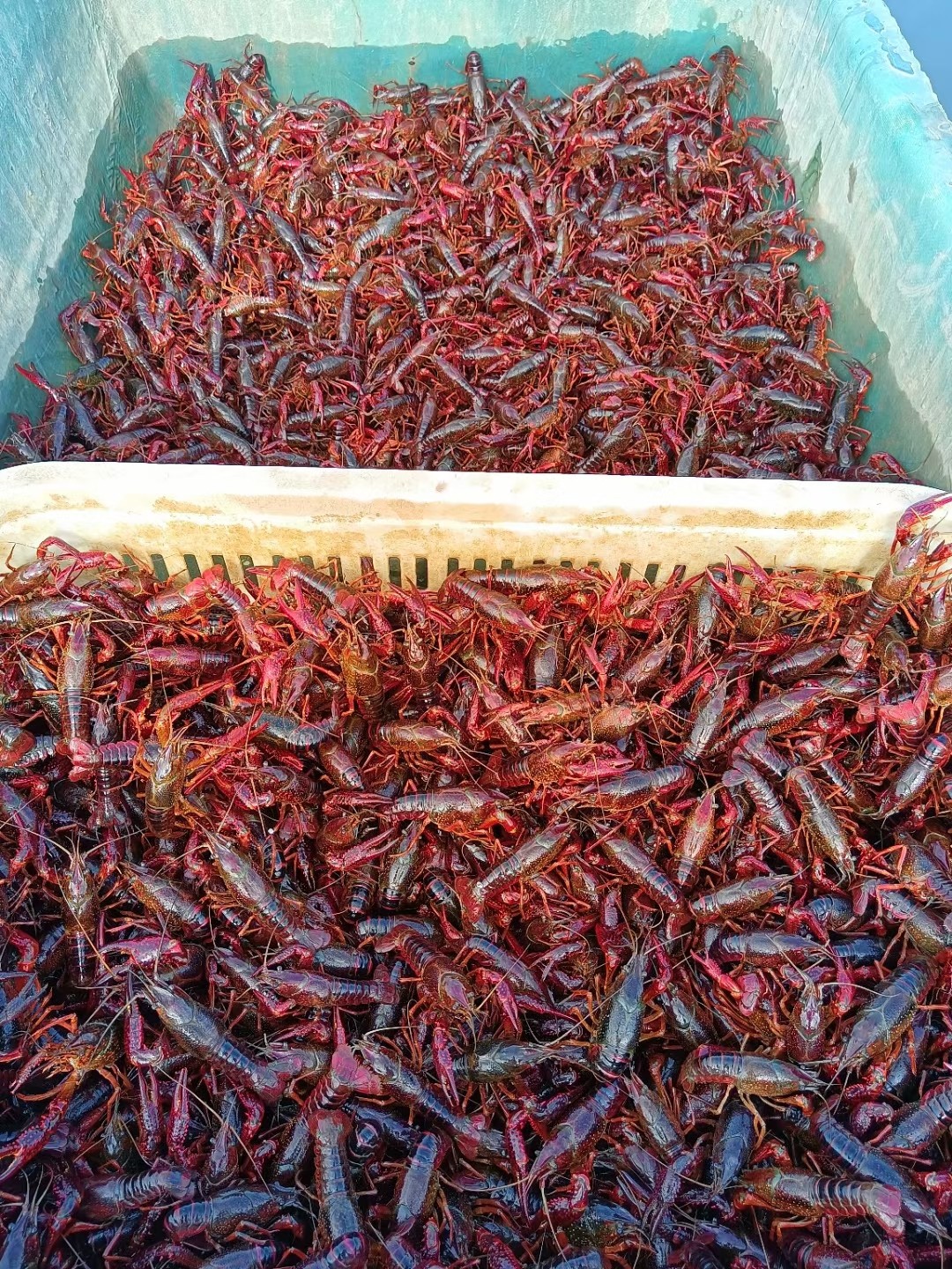 Crayfish species Shrimp Fry eggs Ovulation Seeds Fresh objects Artificial fresh water bred pack survival 50 catfish