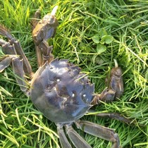 (No) Honghu Qingshui hairy crab fresh spot Mother Red cream crab fresh aquatic crab gift box