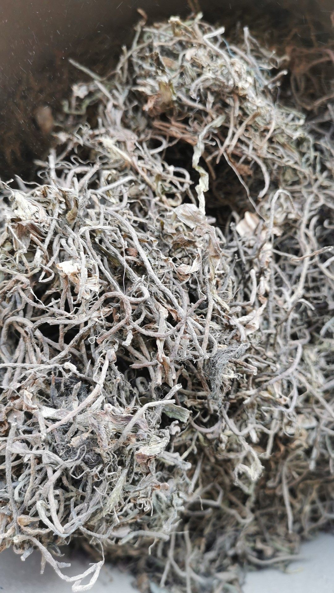 Bitter Herb Seed Grass Seed Noodle Grass Flat Shoulder Grass Duck Tongue Grass Water Leek Seed Shrimp Crab Fish Breeding Environmental Friendly Garden