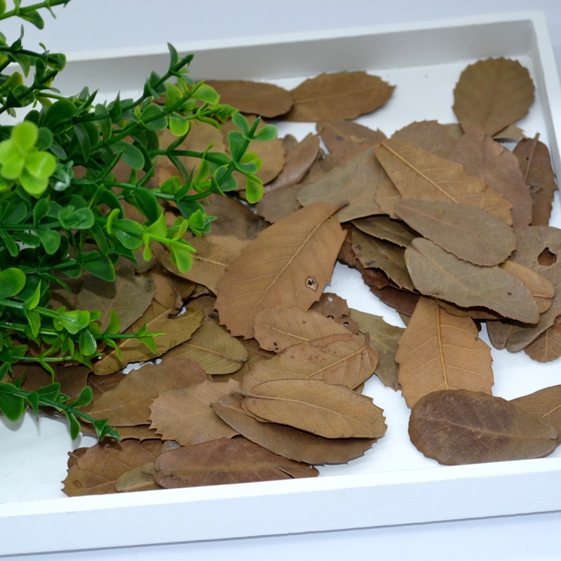 Natural leaves 1 part 4g dry leaves retro photography props photo background with dry flower photography props