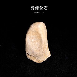 자연 모로코 백악기 고생대 화석 장식