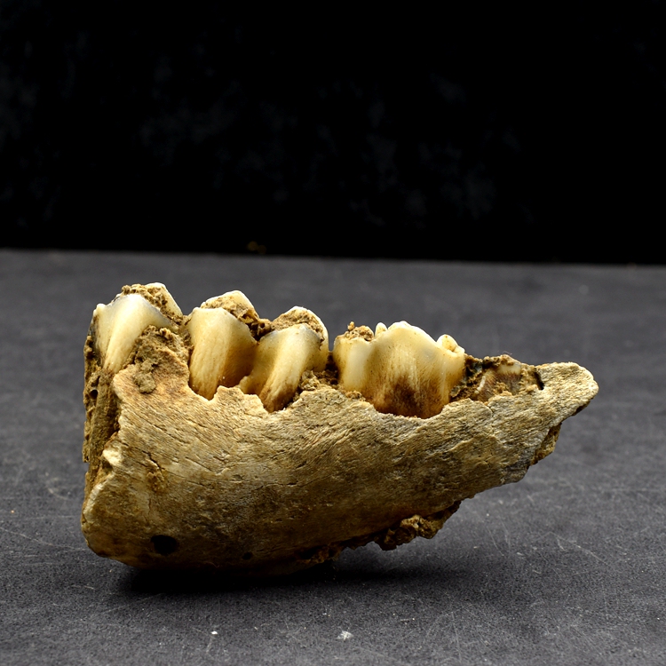 Quaternary Period Cave Sediment Fossil Mammal Natural Tooth Fossil Geological Science Teaching Specimen Collection Quaternary Period Cave Sediment Fossil Mammal Natural Tooth Fossil Geological Science Teaching Specimen Collection