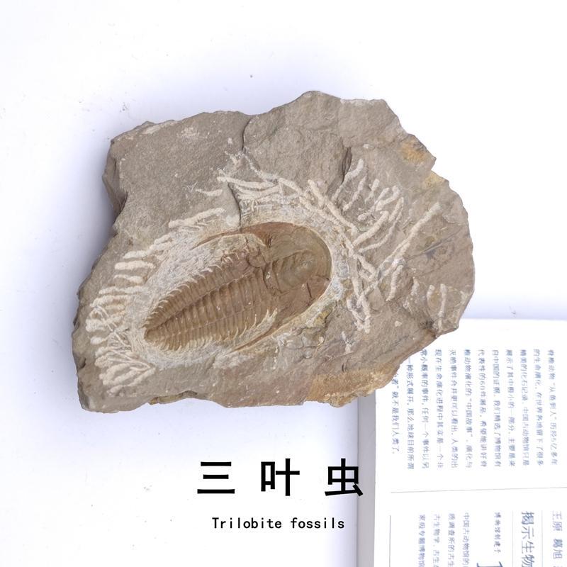 Cambrian Moroccan Trilobite Fossil Natural Raw Stone Arthropod Geological Science Teaching Specimen Display Piece