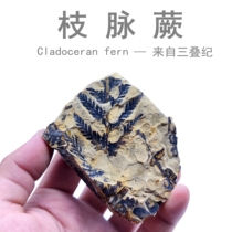 Natural Triassic plant fossil branch vein fern fossil fossil specimen popular science teaching ornaments