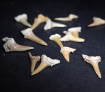 Natural paleontology Moroccan tooth fossil fish tooth fossil Fidelity fossil specimen Imported fish tooth fossil