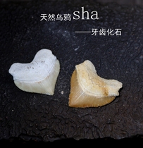 Natural Palaeobiotic Fossil Shark Tooth Crow Shark Tooth Fossil Specimen Raw Stone Ground Mass Kop Teaching Specimen