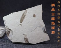 Natural three-tailed planktonic fossil specimen ancient stone paleontological fossil insect fossil three-tailed mayfly teaching mark