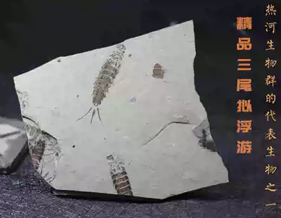 Natural three-tailed planktonic fossil specimen, ancient stone, paleontological fossil, insect fossil, three-tailed mayfly teaching mark