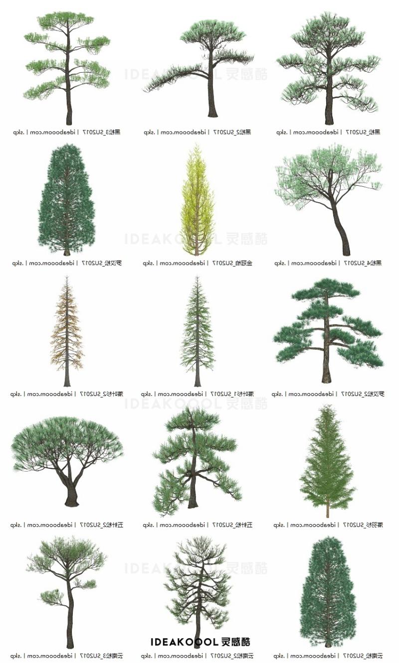 三维针叶树常绿造型松柏树乔木园林景观植物SU模型丨