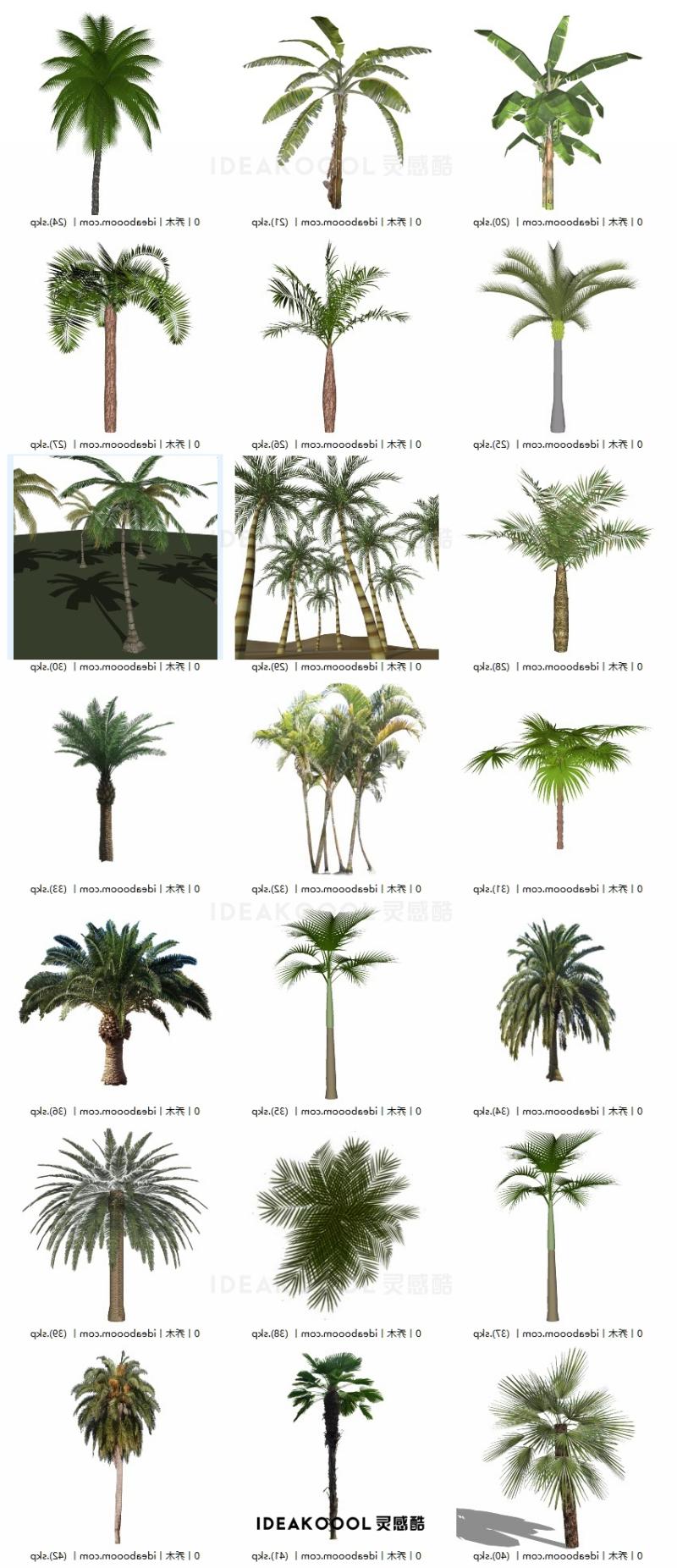 3D棕榈椰子热带树乔木景观植物SU模型合集丨