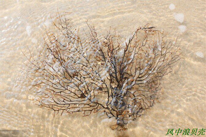 Sea Tree Large Shell Sea Snail Creative Fish Tank Home Living Room Adornment Swing Piece Sea Iron Tree Coral can pick up in kind-Taobao