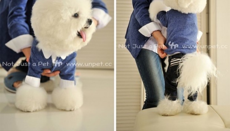 người phụ thuộc kho báu nóng vật nuôi quần áo quần áo Teddy Bichon quanh cổ áo len dài tay màu xanh áo nịt áo khoác chó Hàn Quốc - Quần áo & phụ kiện thú cưng nón cho mèo
