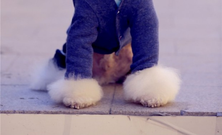 người phụ thuộc kho báu nóng vật nuôi quần áo quần áo Teddy Bichon quanh cổ áo len dài tay màu xanh áo nịt áo khoác chó Hàn Quốc - Quần áo & phụ kiện thú cưng nón cho mèo