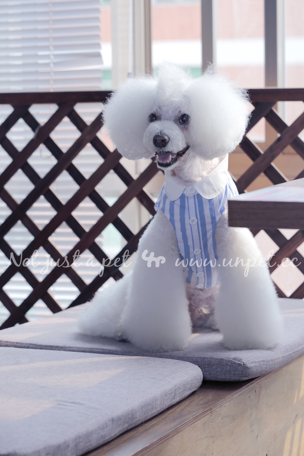 UNPET Breguet Pet Dog Cat Trang phục 乖乖 Peter Pan Cổ áo Top Summer sọc xanh Tank Top - Quần áo & phụ kiện thú cưng quần áo cho chó phốc sóc