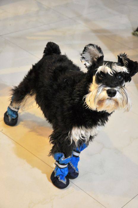 External single micro-flawless pet winter with non-slip pooch snow boots Scode and L code