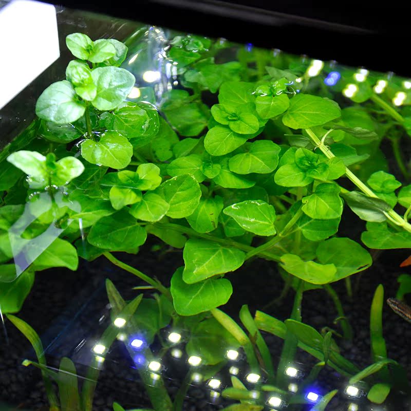 usd 9 88 green