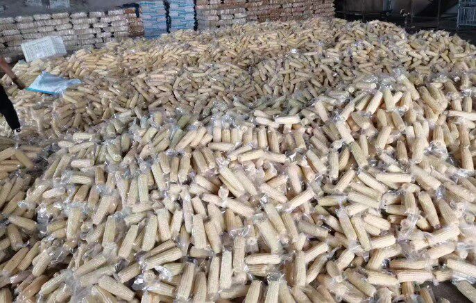 Vacuum white glutinous northeast glutinous corn a box of 10 packs 6 catties most areas