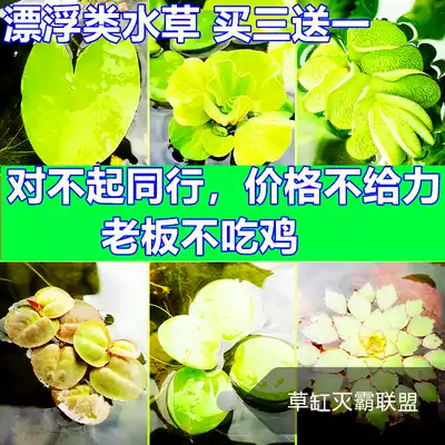 Fish tank duckweed aquatic plant living plants Four Seasons floating purification water quality micro landscape aquarium landscape aquarium landscape water floating