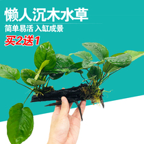 Fish tank Lazy Shenmu Water banyan landscape decoration Living plants Aquarium Real water plant package Fresh water aerobic water plant