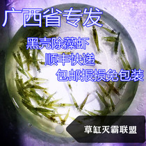 Guangxi black shell shrimp algae removal fish Aquatic grass algae removal shrimp fish tank cleaning shrimp feed tools Freshwater live shrimp free