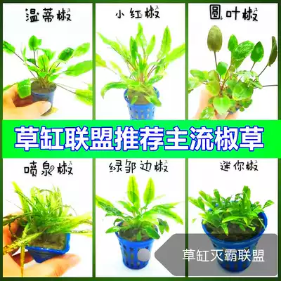 Green Wendy Pepper Mini Green Pepper Fountain Pepper Little Red Pepper Pepper Fountain Underwater Leaf Prospect Grass Coffee Mepoli