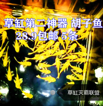 Algal fish Gold bearded blue-eyed 24k red-eyed sail scavenger Tropical fish live can be mixed with shrimp and snails