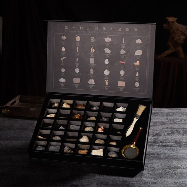 Fossil festival 30 kinds of natural paleontology fossil specimen box Trilobite ammonite Children's science science gift