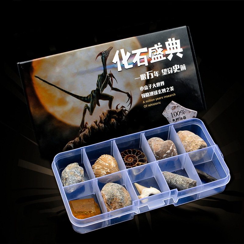 Fossil festival 10 kinds of natural paleontological fossil specimen box Trilobite sun shell children's gift
